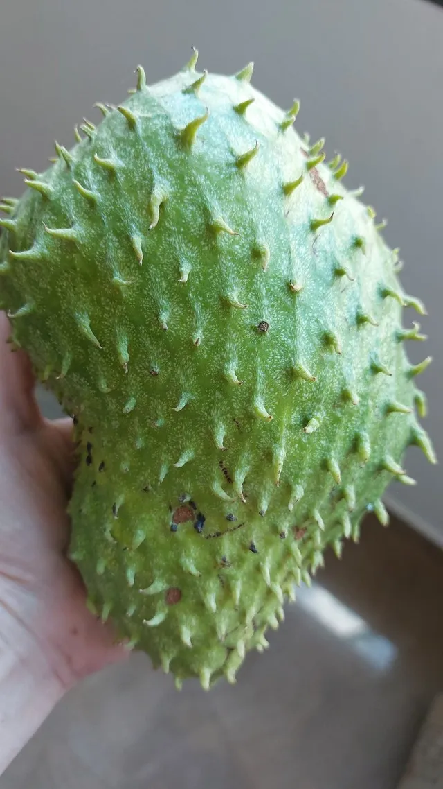 Mudas graviola e folhas 