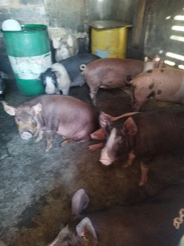 Porcos caseiros 