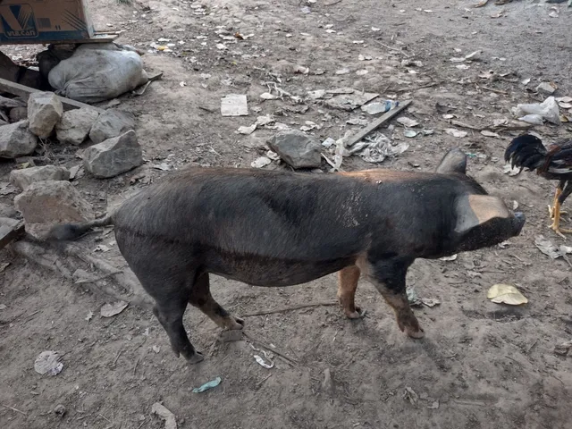 Porco caipira 