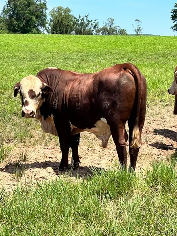 Touros Braford Fazenda Vale 17