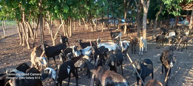 Rebanho de Ovelhas 58 cabeças