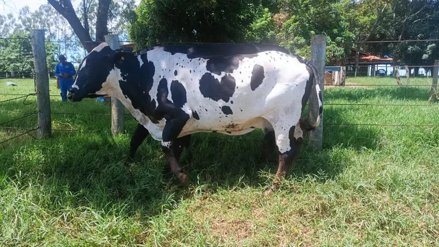 Vacas gilorandas prenhas 