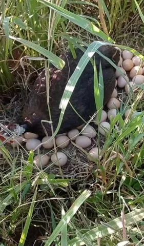 OVOS GALADOS DE ANGOLA