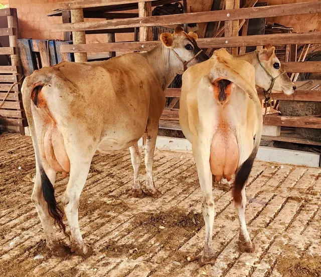Novilhas paridas