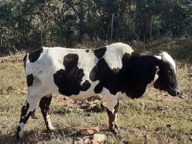 Gado mestiço - 2 fêmeas e 1 macho