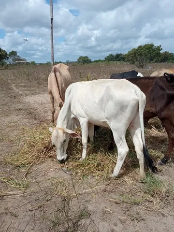Vaca de leite 