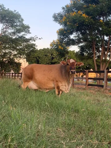 Vendo 1 Mini Boi e 2 Mini Vacas
