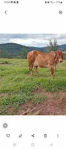 Vaca gir 