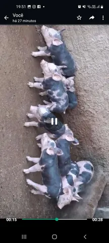Porcos Pietrain Dálmata 