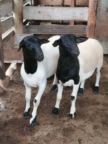 Filhotes de Cordeiros e Ovelhas 
