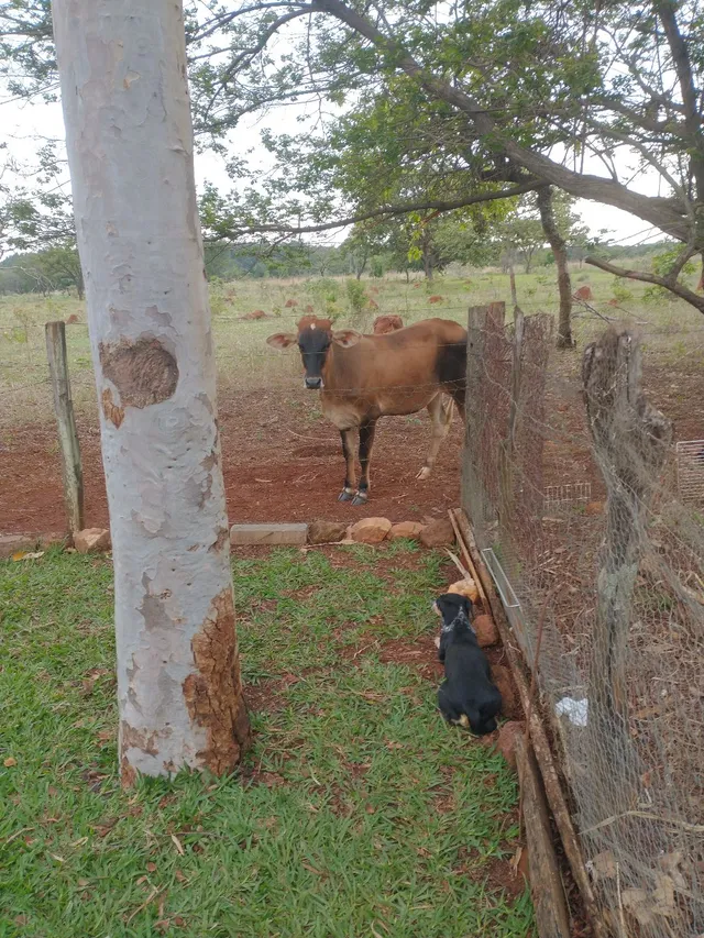 Novilhota muito boá a venda!