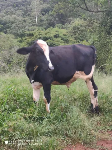 Vendo um bezerro 