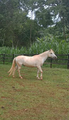 Vende-se égua