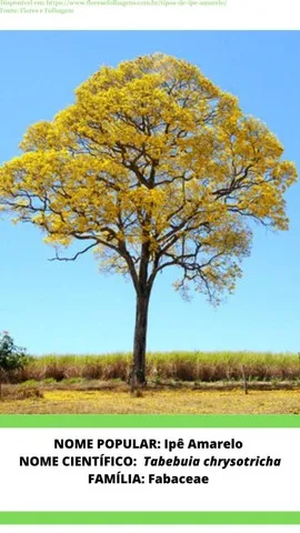 Sementes e mudas
