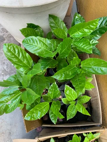 Mudas de maracujá 