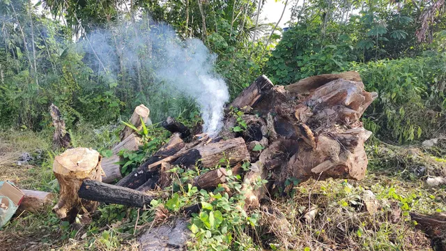 Doação de madeira cortada para lenha