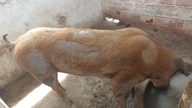 matrize a venda 