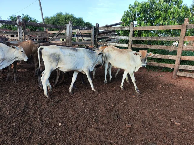 Bezerras aneloradas 