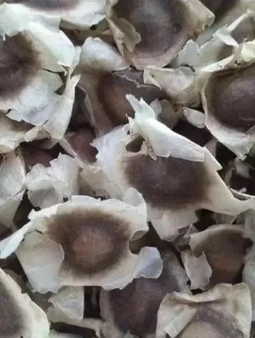 Moringa 500 Semente Oleífera Semente