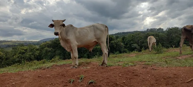 Gado de corte macho nerole e anelorado R$230@ itatiaiucu 