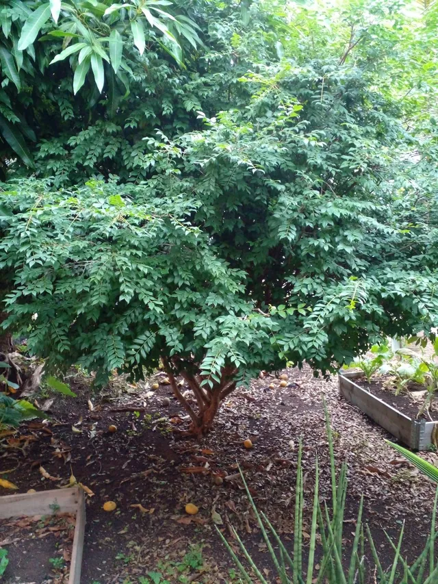 PÉ DE JABUTICABA PARA REMOÇAO 