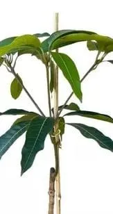 Mudas de Plantas Ornamentais, Frutíferas e Medicinais .