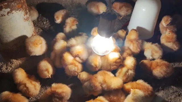 Pintinhos poedeiras vermelhas 