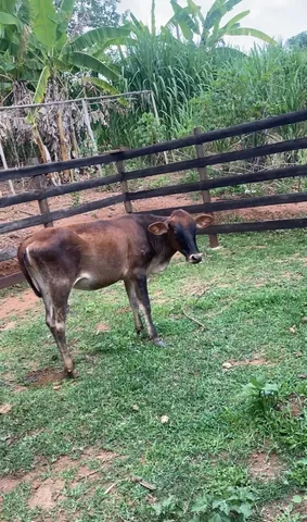 Troco em cavalo ou égua Bezerra Jersey meio sangue
