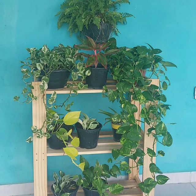 Plantas ornamentais