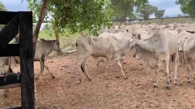 Bezerros e Garrotes de 6 meses a 2 anos
