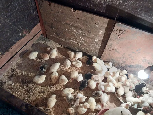 Pintinhos Caipira melhorado