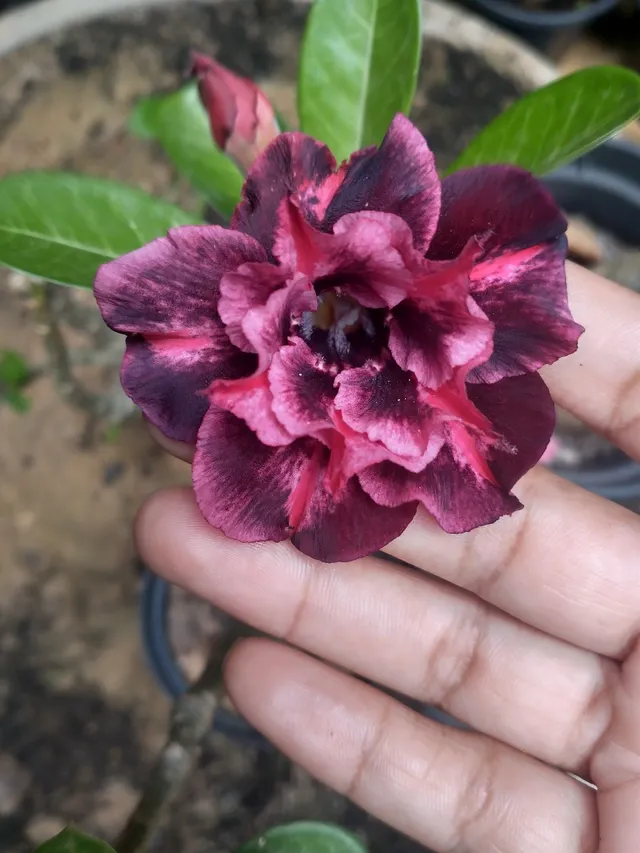 Rosa do deserto