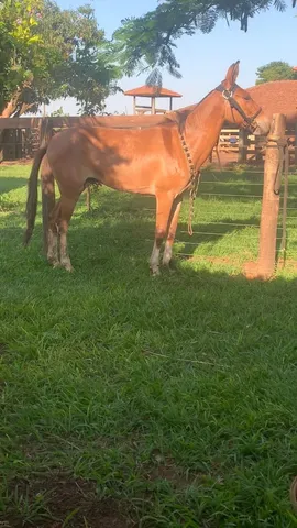 Vendo burro 