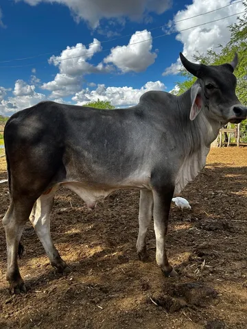 Tirinho 