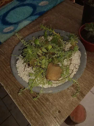 Minis jardim de suculentas e cactos 