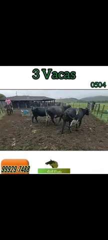 3 vacas