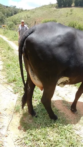 Novilha