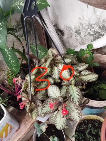 plantas !!!