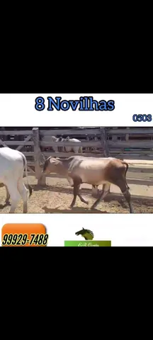 8 ótimas Novilhas 