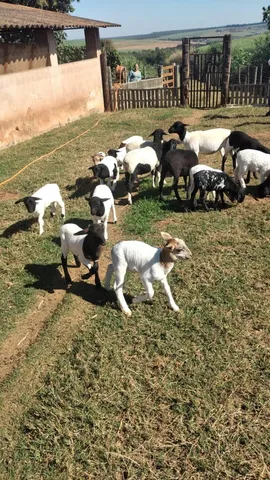 Carneiro, ovelha, cabrito