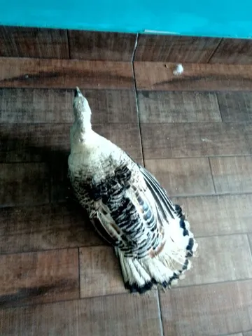 Perua 