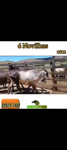 6 excelentes Novilhas 