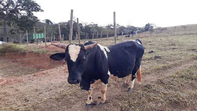 Vende-se mini boi muito manso 
