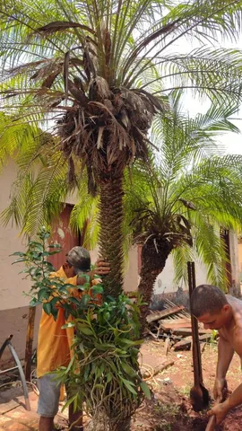 Coqueiro 