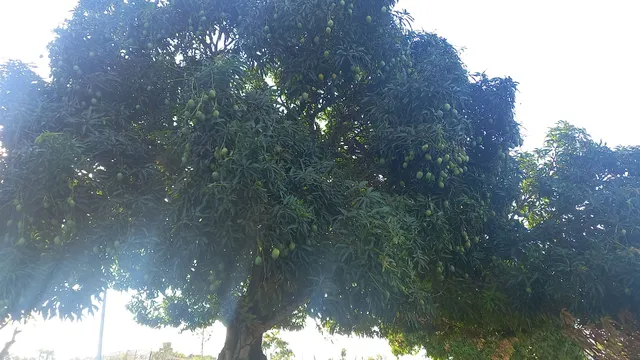 SAFRA DE MANGAS