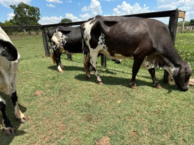 11 Vacas de leite Girolando extra