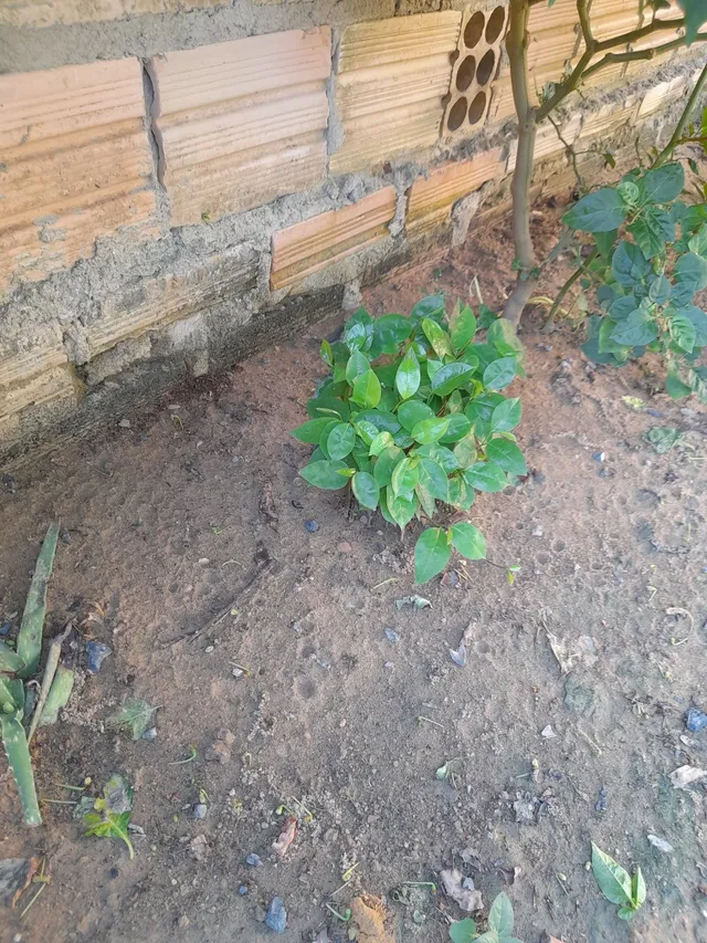 Vende se munda de graviola