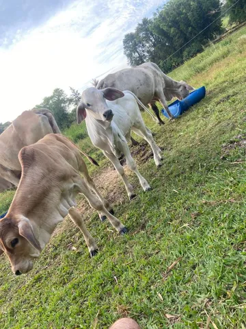 2 vacas paridas de fêmea 