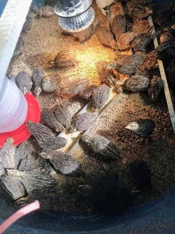 Codornas gigante 