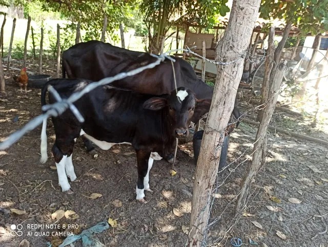 Vaca com bezerro 